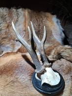 Grote XXL Reebok 6 ender. Kapitaal - Trofee - jacht - wild, Ophalen of Verzenden, Zo goed als nieuw, Hert, Gewei of Kop