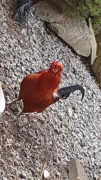 Araucana kriel, Dieren en Toebehoren, Pluimvee, Meerdere dieren, Kip
