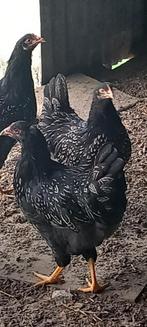 Barnevelder Hennen, zilver gezoomd., Dieren en Toebehoren, Vrouwelijk, Kip