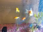 5 vissen gratis ophalen, Dieren en Toebehoren, Vissen | Aquariumvissen, Vis, Zoetwatervis