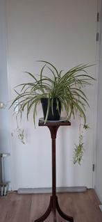 Graslelie met pot, Huis en Inrichting, Kamerplanten, Ophalen, Overige soorten, Halfschaduw, In pot