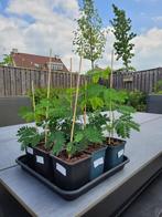 Albizia Kalkora - jonge plantjes, Overige soorten, Minder dan 100 cm, Zomer, Ophalen