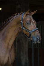 Lederen halster, Dieren en Toebehoren, Paarden en Pony's | Hoofdstellen en Tuigage, Ophalen of Verzenden, Nieuw, Overige soorten