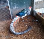 Ladyamherstfazant

Haan, Dieren en Toebehoren, Mannelijk, Overige soorten