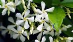 GEZOCHT...  Toscaanse jasmijn, scheut of stekje, Tuin en Terras, Planten | Tuinplanten, Ophalen, Volle zon, Vaste plant, Klimplanten