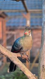 Onverwant koppel witwang toerako, Meerdere dieren