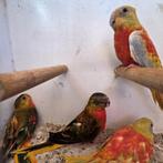 Turquoisine parkieten, Dieren en Toebehoren, Meerdere dieren