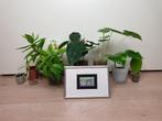 Set populaire kamerplantjes en schilderij, hoya, alocasia, Huis en Inrichting, Kamerplanten, Overige soorten, In pot, Minder dan 100 cm