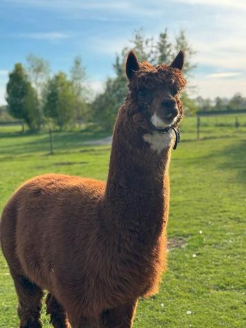 Lieve Alpaca hengst beschikbaar voor biedingen