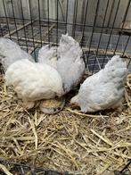 Jonge kriel cochin legkippen., Meerdere dieren, Kip