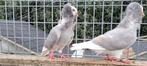 Te koop sierduiven Oudhollands kapucijnen duiven, Dieren en Toebehoren, Vogels | Duiven, Meerdere dieren, Overige soorten