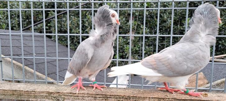 Te koop sierduiven Oudhollands kapucijnen duiven, Dieren en Toebehoren, Vogels | Duiven, Overige soorten, Meerdere dieren