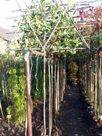 Photinia fras. Red Robin als leiboom in pot, Leiboom, Lente, 250 tot 400 cm, Ophalen