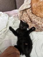 Kittens, Dieren en Toebehoren, Katten en Kittens | Overige Katten, Meerdere dieren