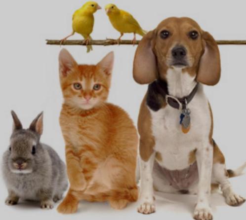 Oppas voor u huisdier woonplaats Delft, Boeken, Dieren en Huisdieren, Zo goed als nieuw, Honden, Ophalen of Verzenden