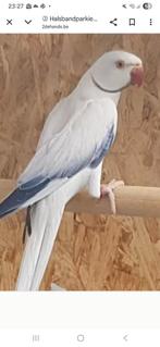 GEVRAAGD  wkwst violet, Dieren en Toebehoren, Vrouwelijk, Parkiet, Geringd