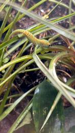 Reuzen daggekko Phelsuma mad grandis, Dieren en Toebehoren, Hagedis, 0 tot 2 jaar