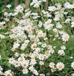 Gewone Margriet zaden - Leucanthemum vulgare, Ophalen of Verzenden, Volle zon