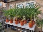 mooie palmen trachycarpus fortunei, 100 tot 250 cm, Zomer, Palmboom, Ophalen