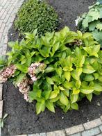 Hortensia, Tuin en Terras, Ophalen, Zomer, Overige soorten, Halfschaduw