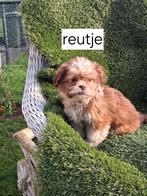 Te koop.mooie speelse boomer pups, Dieren en Toebehoren, Overige rassen, CDV (hondenziekte), 8 tot 15 weken, Meerdere