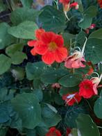 Oost-Indische Kers - Eetbare Bloemen - Edible Flower, Overige soorten, Volle zon, Eenjarig, Ophalen of Verzenden