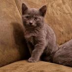 Mooi Brits korthaar, Dieren en Toebehoren, Katten en Kittens | Raskatten | Korthaar, Kater, 0 tot 2 jaar