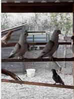 Duiven,kroppers,Pauwstaarten,Tortels,Modena,zie advertentie!, Dieren en Toebehoren, Vogels | Duiven, Meerdere dieren, Overige soorten