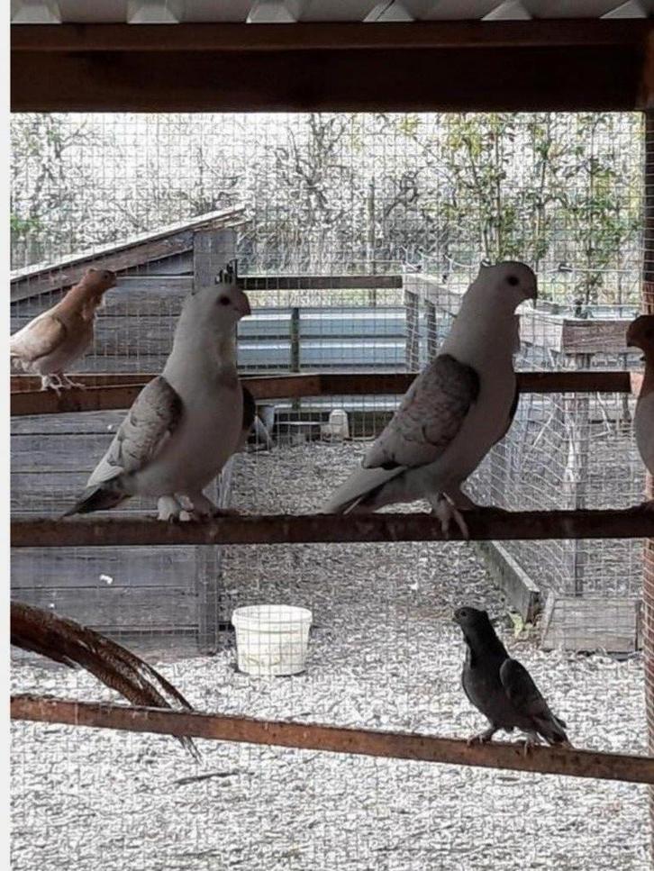 Duiven,kroppers,Pauwstaarten,Tortels,Modena,zie advertentie!, Dieren en Toebehoren, Vogels | Duiven, Overige soorten, Meerdere dieren