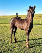 Fries hengst veulen Nane x Murk 540, Dieren en Toebehoren, Paarden, Hengst, Niet van toepassing, Minder dan 160 cm, 0 tot 2 jaar