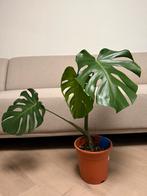 Monstera H:70cm | Leaf: 37cm, Overige soorten, Ophalen of Verzenden, In pot, Minder dan 100 cm