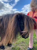 Shetlander, Dieren en Toebehoren, Onbeleerd, Merrie, 7 tot 10 jaar, A pony (tot 1.17m)