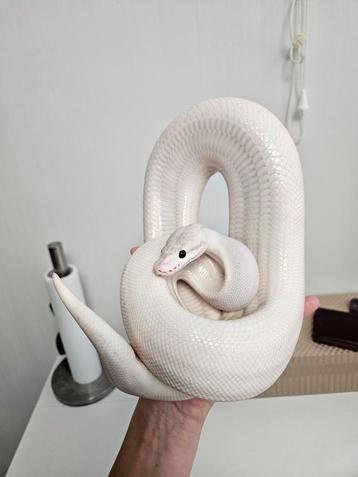 Black Pastel Leopard Ivory dame Python Regius beschikbaar voor biedingen