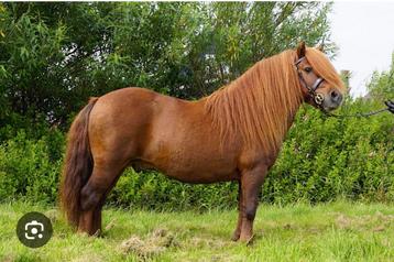 GEZOCHT Shetlander a pony  beschikbaar voor biedingen