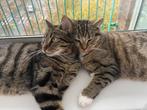 Twee liefdevolle katten zoeken een warme huisje ️, 3 tot 5 jaar