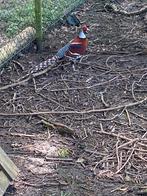 1-1 elliot fazant van 2025, Dieren en Toebehoren, Pluimvee, Meerdere dieren, Overige soorten