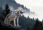 Fotobehang Wolf bij mistig bos, wolven behang, Muurdeco4kids, Huis en Inrichting, Minder dan 10 m², Wolvenbehang, wolf, natuur,