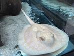 Potamotrygon Pearl abino vrouw pup, Dieren en Toebehoren, Vis