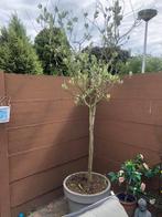 Olijfboom te koop . 60 euro, Tuin en Terras, Planten | Bomen, Ophalen of Verzenden, Volle zon, Olijfboom, 100 tot 250 cm