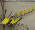 Te Koop ; Waterslagers 2025 ( geringd) Poppen., Dieren en Toebehoren, Vogels | Overige Vogels, Vrouwelijk, Tropenvogel, Geringd