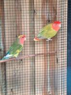 MOET ZO SNEL MOGELIJK WEG Agapornis Roseicollis koppel, Dieren en Toebehoren, Vogels | Parkieten en Papegaaien, Meerdere dieren