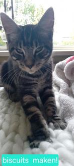 Mix maine coon kittens 3 katertjes/mannetjes, Dieren en Toebehoren, Katten en Kittens | Raskatten | Korthaar, Kater, Ontwormd