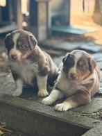 Raszuivere aussie- australian shepherd - asutralische herder, Dieren en Toebehoren, Honden | Herdershonden en Veedrijvers, CDV (hondenziekte)