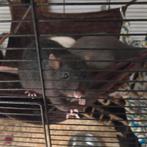 2 ratten gratis op te halen mannetjes (bijters!), Dieren en Toebehoren, Knaagdieren, September, Mannelijk, Rat