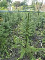 Kerstbomen, Tuin en Terras, Planten | Bomen, Ophalen of Verzenden, Volle zon, Overige soorten