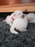 Prachtige Samojeed pups, Overige rassen, 8 tot 15 weken, Meerdere, Meerdere dieren