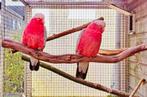 GEZOCHT/OPVANG & INKOOP VAN ALLE KROMSNAVELS FOREVERHOME🦜, Meerdere dieren, Papegaai, Tam