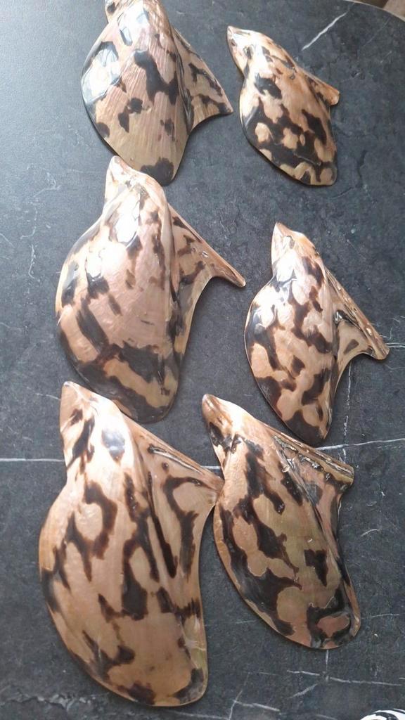 Mooie platte parelmoer schelpen zijn er in 2 kleuren, Verzamelen, Mineralen en Fossielen, Schelp(en), Ophalen of Verzenden