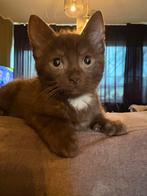 2 hele mooie chocolade bruine siamese kittens, Meerdere dieren, Ontwormd