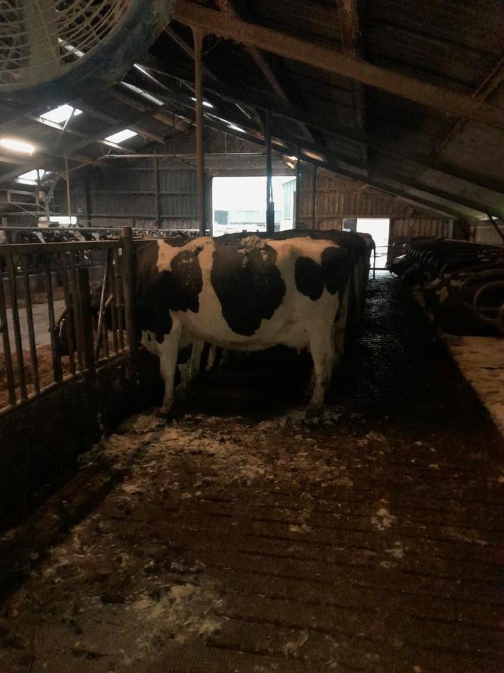 Koeien scheren/melken, Diensten en Vakmensen, Dieren | Paarden | Verzorging, Oppas en Les